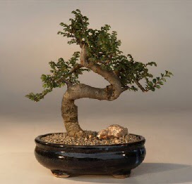 ithal bonsai saksi iegi  zmir Aliaa ucuz iek gnder 