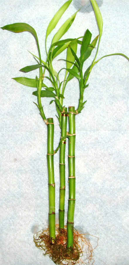 Lucky Bamboo 3 adet vazo hediye edilir   zmir Bayndr ieki telefonlar 