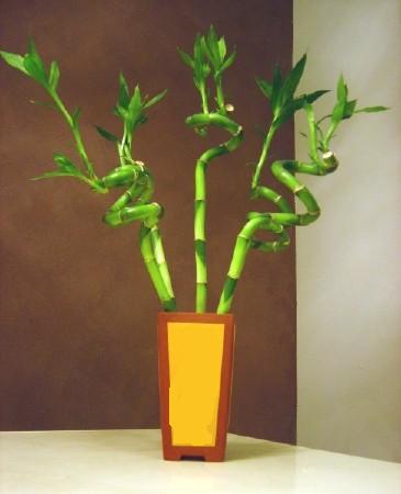 Lucky Bamboo 5 adet vazo ierisinde  zmir Karyaka iek yolla , iek gnder , ieki  