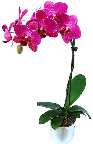  zmir Bornova yurtii ve yurtd iek siparii  saksi orkide iegi