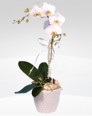 1 dall orkide saks iei  zmir Seferihisar cicek , cicekci 