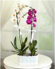 1 dal beyaz 1 dal mor yerli orkide saksda  zmir Dikili internetten iek sat 