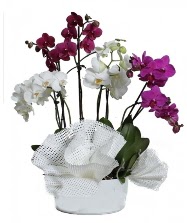 4 dal mor orkide 2 dal beyaz orkide  zmir Balova hediye iek yolla 