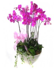 9 dal orkide saks iei  zmir Menemen iek siparii vermek 