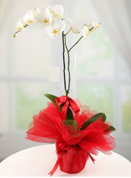 1 dal beyaz orkide saks iei  zmir demi online iek gnderme sipari 