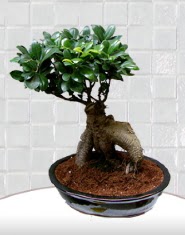 saks iei japon aac bonsai  zmir Menderes internetten iek siparii 