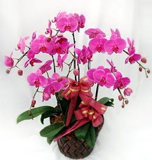 6 Dall mor orkide iei  zmir Balova hediye iek yolla 