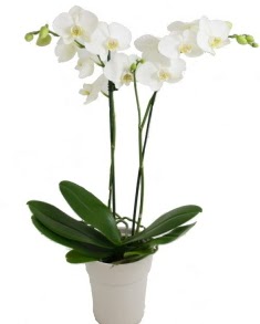 2 dall beyaz orkide  zmir Konak iek , ieki , iekilik 