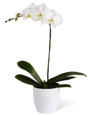 1 dall beyaz orkide  zmir Aliaa ucuz iek gnder 