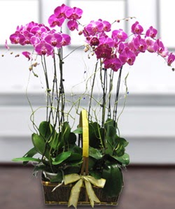 4 dall mor orkide  zmir Menemen iek siparii vermek 