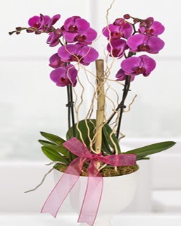 2 dall nmor orkide  zmir Balova hediye iek yolla 