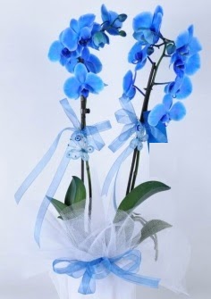 2 dall mavi orkide  zmir Karyaka iek yolla , iek gnder , ieki  