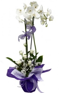 2 dall beyaz orkide 5 adet beyaz gl  zmir Bornova yurtii ve yurtd iek siparii 