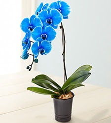 1 dall sper esiz mavi orkide  zmir Foa iekiler 