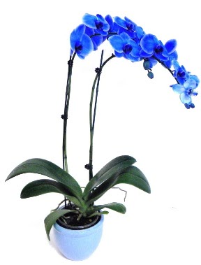 Seramikli 2 dall sper esiz mavi orkide  zmir Dikili internetten iek sat 