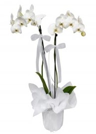 2 dall beyaz orkide  zmir Menemen iek siparii vermek 