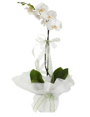 1 dal beyaz orkide iei  zmir Bayrakl iek yolla 