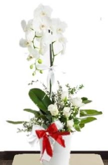 Tek dall beyaz orkide 5 beyaz gl  zmir Konak online ieki , iek siparii 