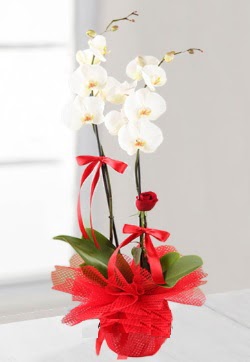 2 dall beyaz orkide ve 1 adet krmz gl  zmir Balova hediye iek yolla 