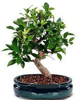 5 yanda japon aac bonsai bitkisi  zmir Balova hediye iek yolla 