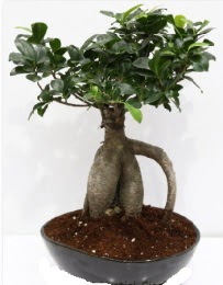 5 yanda japon aac bonsai bitkisi  zmir Karyaka iek yolla , iek gnder , ieki  