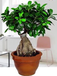 5 yanda japon aac bonsai bitkisi  zmir Urla iek gnderme 