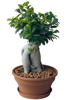 Japon aac bonsai saks bitkisi  zmir Kemalpaa hediye sevgilime hediye iek 