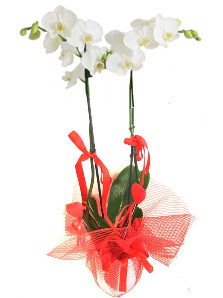2 dall beyaz orkide bitkisi  zmir Konak iek , ieki , iekilik 