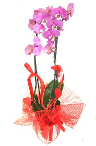 2 dall mor orkide bitkisi  zmir eme iek servisi , ieki adresleri 