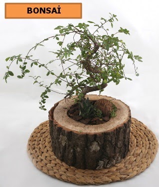 Doal aa ktk ierisinde bonsai bitkisi  zmir Torbal 14 ubat sevgililer gn iek 