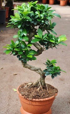 Orta boy bonsai saks bitkisi  zmir Bornova iek gnderme sitemiz gvenlidir 