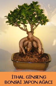 thal japon aac ginseng bonsai sat  zmir Tire uluslararas iek gnderme 