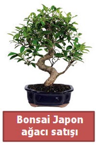 Japon aac bonsai sat  zmir Konak online ieki , iek siparii 