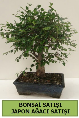 Minyatr bonsai japon aac sat  zmir Torbal 14 ubat sevgililer gn iek 