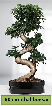 80 cm zel saksda bonsai bitkisi  zmir Knk iek online iek siparii 