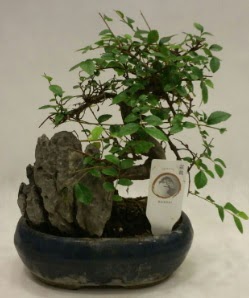 thal 1.ci kalite bonsai japon aac  zmir eme iek servisi , ieki adresleri 