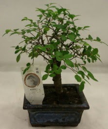 Minyatr ithal japon aac bonsai bitkisi  zmir eme iek servisi , ieki adresleri 