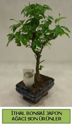 thal bonsai japon aac bitkisi  zmir Bergama ieki maazas 