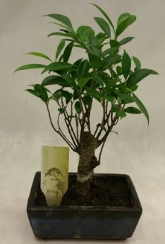 Japon aac bonsai bitkisi sat  zmir Knk iek online iek siparii 