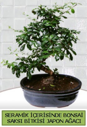 Seramik vazoda bonsai japon aac bitkisi  zmir Konak online ieki , iek siparii 