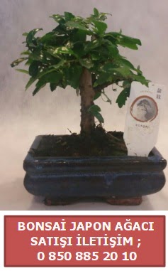 Japon aac minyar bonsai sat  zmir eme iek servisi , ieki adresleri 