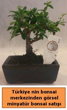 Japon aac bonsai sat ithal grsel  zmir Urla anneler gn iek yolla 
