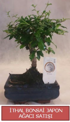 thal kk boy minyatr bonsai aa bitkisi  zmir Knk iek online iek siparii 