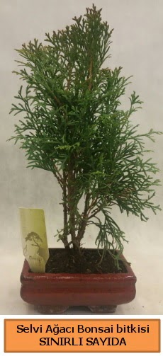 Selvi aac bonsai japon aac bitkisi  zmir eme iek servisi , ieki adresleri 