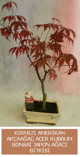 Amerikan akaaa Acer Rubrum bonsai  zmir Konak iek , ieki , iekilik 