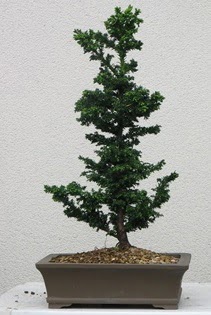 am aac bonsai bitkisi sat  zmir Knk iek online iek siparii 