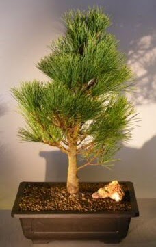 am aac japon aac bitkisi bonsai  zmir Knk iek online iek siparii 