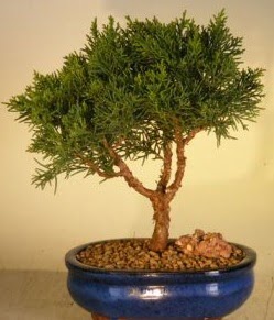 Servi am bonsai japon aac bitkisi  zmir Urla anneler gn iek yolla 