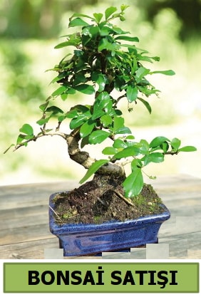 am bonsai japon aac sat  zmir eme iek servisi , ieki adresleri 