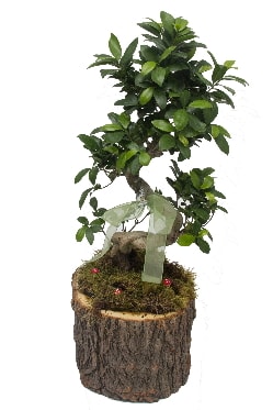 Doal ktkte bonsai saks bitkisi  zmir Tire uluslararas iek gnderme 